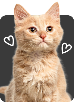 pet_1